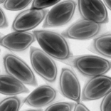 種子のX線画像2｜X線非破壊検査装置導入事例｜松定プレシジョン