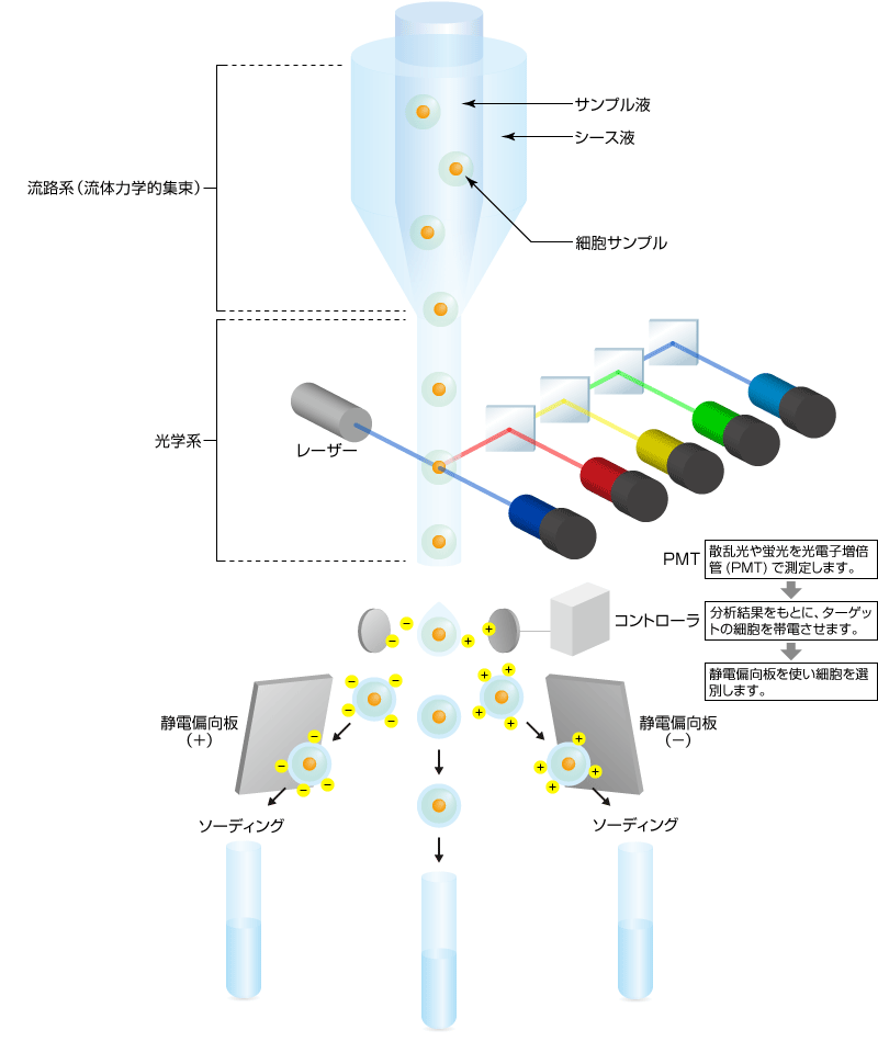 セルソーター｜松定プレシジョン