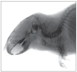 ねずみの骨・血管｜X線検査装置の正しい選び方｜松定プレシジョン