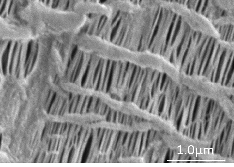 マイクロポーラスフィルム