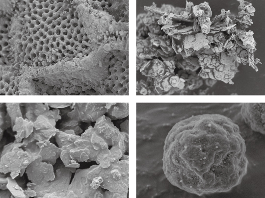 低加速ハイレゾSEMの照射電圧の画像や反射電子検出器像などサンプル撮影画像です。